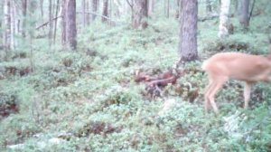 Новый солонец на тропе (2015г.)