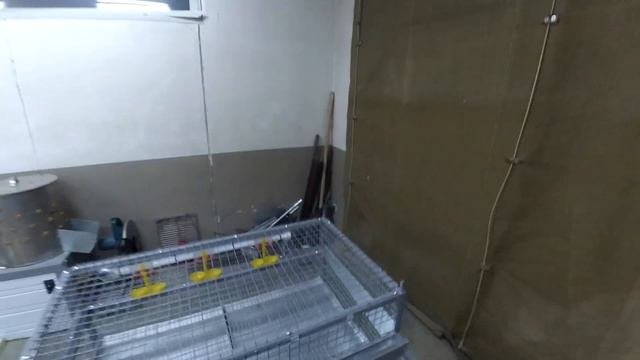 Клетка для перепелов своими руками