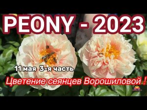 Сеянцы пионов Ворошиловой. Цветение 2023 года! Часть 3 / Сад Ворошиловой