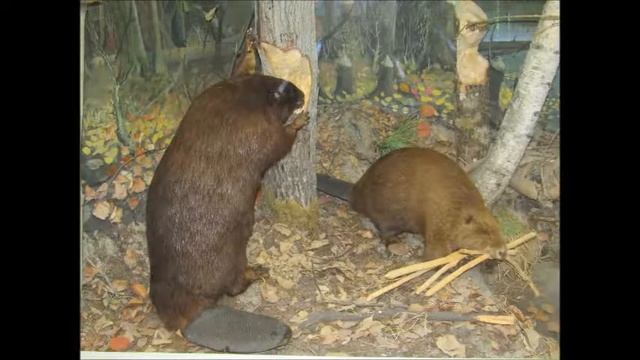 Краеведческий музей в Вологде смотреть онлайн