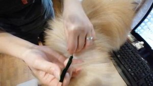ОБРАБОТКА ШПИЦА ОТ БЛОХ И КЛЕЩЕЙ / TREATMENT OF POMERANIAN FROM FLEAS AND TICKS