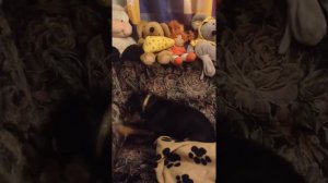 Собака копает диван