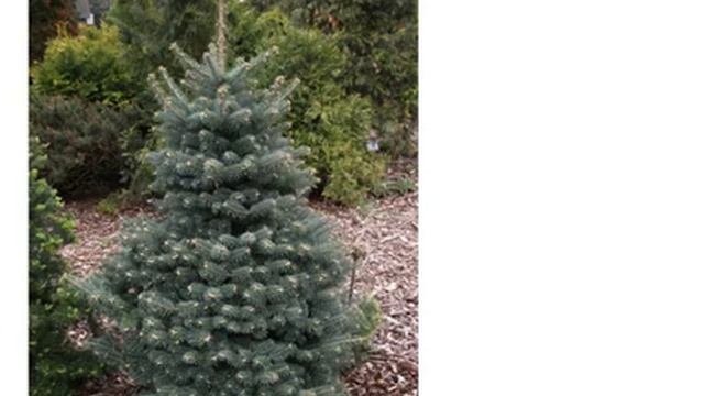 Пихта корейская (abies koreana) смотреть онлайн