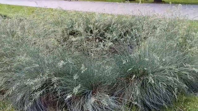 Зразок квітника 14 Міський парк Клумби Червень