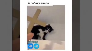 А собака предупреждала...