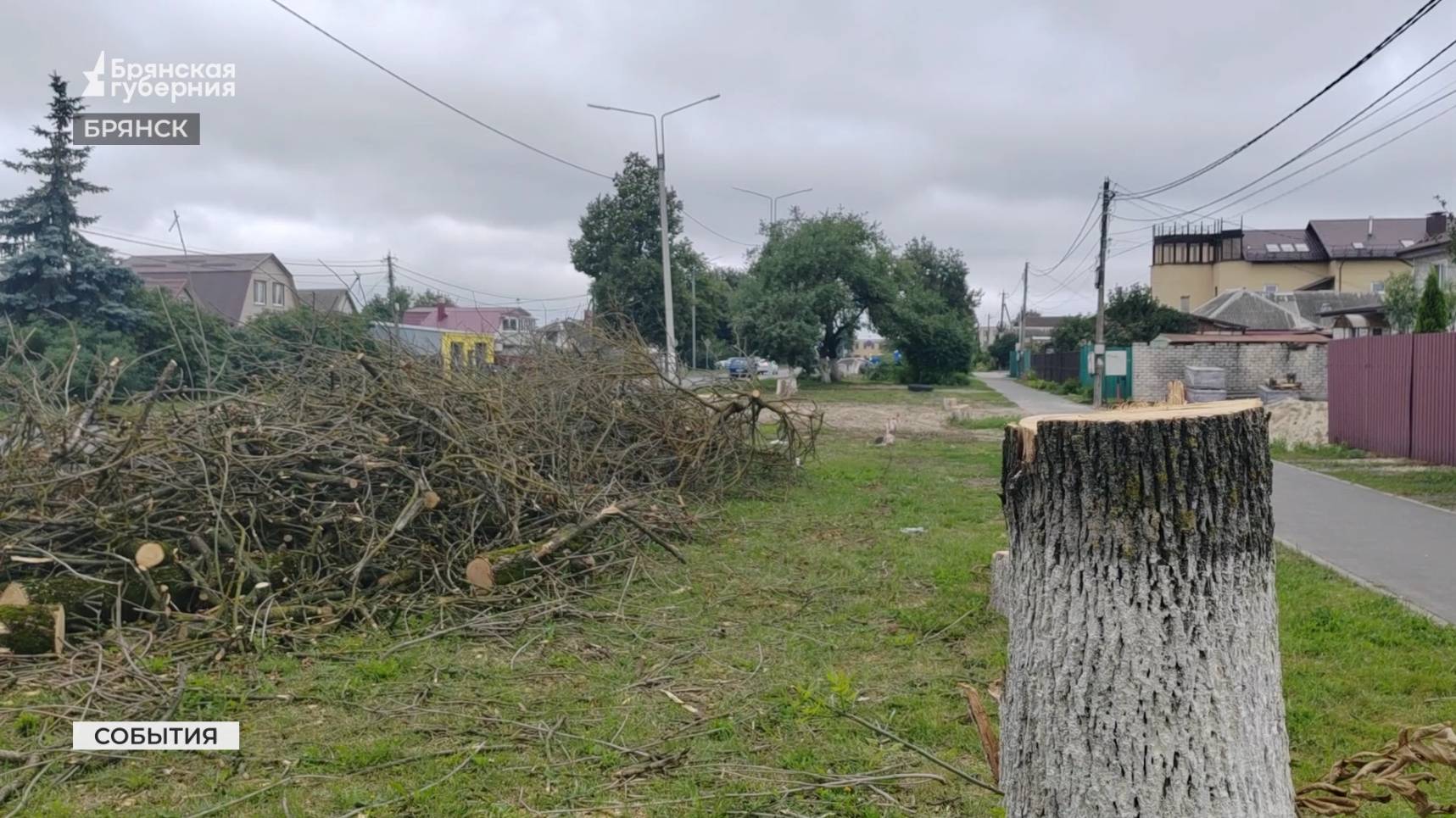 В Брянске вырубают старые и аварийные деревья