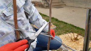 Как перезимовала однолетняя хурма? Как укрывать на зиму?