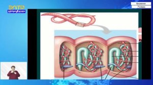 7-класс | Биология | Тип кольчатые черви. Внешнее и внутреннее строение дождевого червя