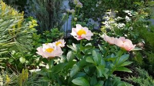 ??Пион Golden Frolic , сирень Мейера "Палибин" , 21.05.2021г.??