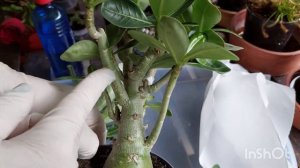 Прививаем Вариегатный Адениум -Розу Пустыни 🙂