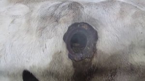 корова с фистулой