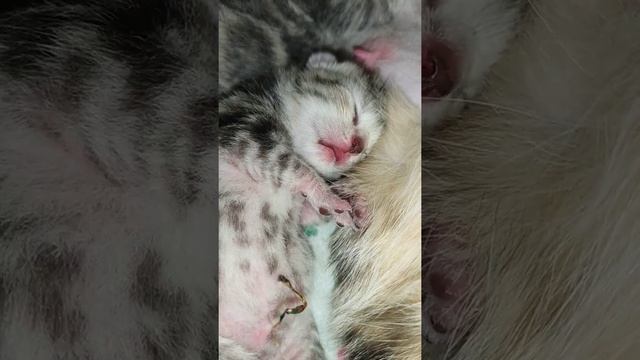 котята ещё глаза не открыли, а уже видят сны смотреть онлайн