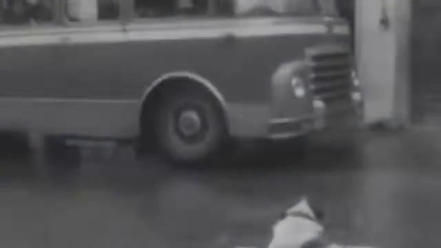 Преданные собаки!  Топ самых преданных  животных