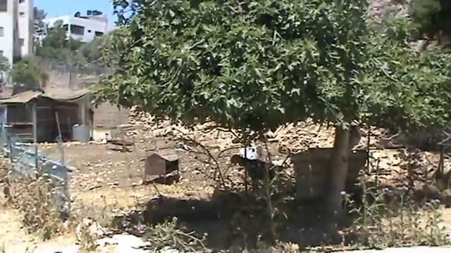 Мамврийский дуб смотреть онлайн