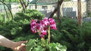 Стрептокарпус DS-Лена