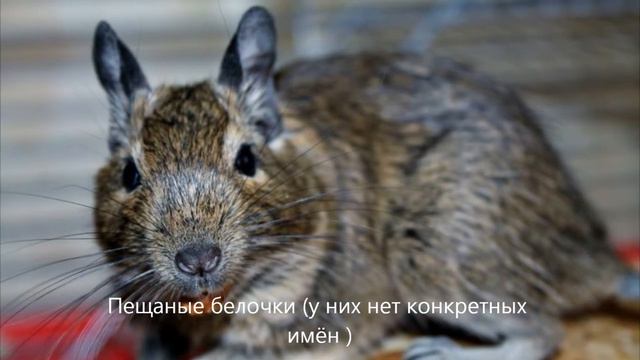 наши животные смотреть онлайн