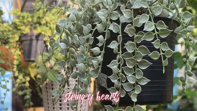 Plant ID and care tips from a 6 Year old little Plantito | Interesting Indoor & Outdoor Plants