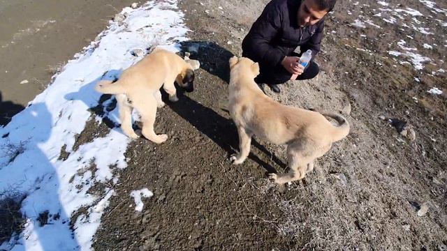 BOYKA VE SÜSLÜ GEZİ VE KONU ANLATIMI