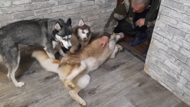 Опять Лёха виноват / Даже в обморок не дают упасть ХАСКИ Байкалу смотреть онлайн