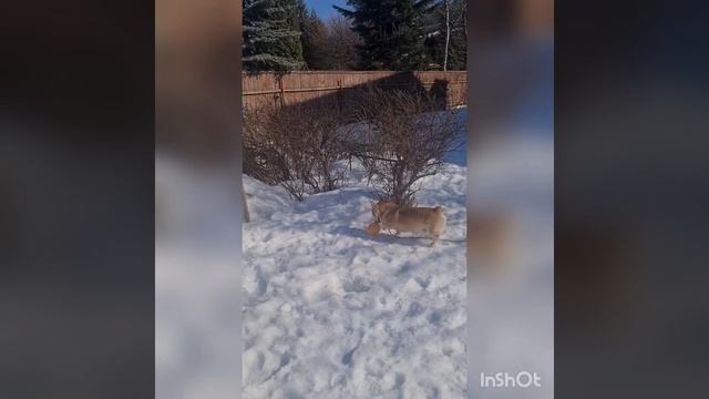 Спорт - наше всё! Керлинг ??