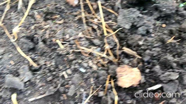 Омолодим озимый чеснок смотреть онлайн