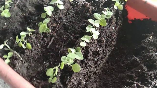 Промежуточная пикировка Львиного Зева и Мимулюса. смотреть онлайн