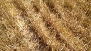 Что делать после уборки зерновых в No-Till - два варианта