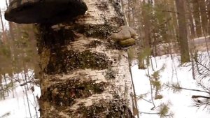 Самое идеальное топливо для дымаря пчеловода. Сухие   грибы для дымаря.