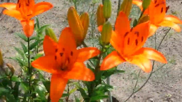 И снова лилии в саду смотреть онлайн