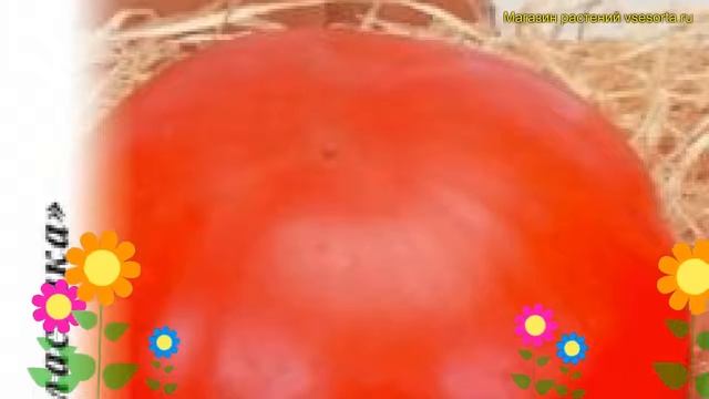 Томат обыкновенный. Краткий обзор, описание характеристик, где купить семена Нужный размер F1 смотреть онлайн