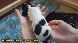щенки русский охотничий спаниель .