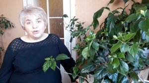 ГИБИСКУС - уход и черенкование. Мои цветы. Мой опыт.