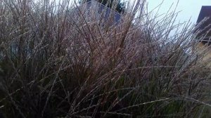 Многолетники. Декоративные злаки.