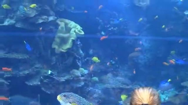 no camera needed Atlanta Aquarium 2 смотреть онлайн