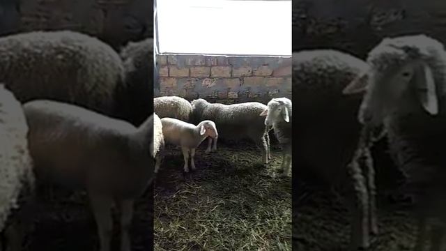 Порода овец Мериноланд, ярочки (Феодоро, Крым) / Sheep breed Merinoland (Merinolandschaf), Feodoro