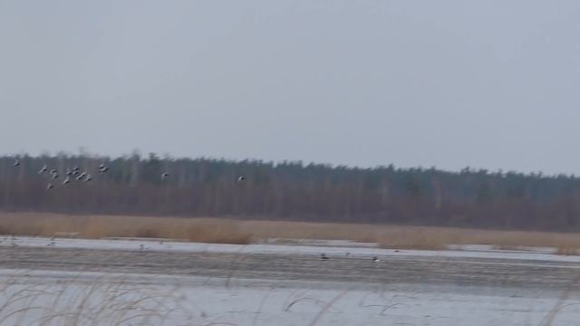 Весенняя охота с Катюхой! На рисовом озере. Охота с подсадной на селезня. Весенняя охота смотреть онлайн