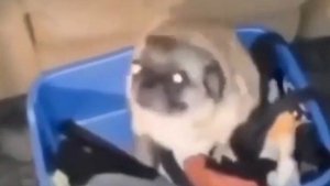 ИНСТАСАМКА КЛИП - ЗА ДЕНЬГИ ДА (муж купил)