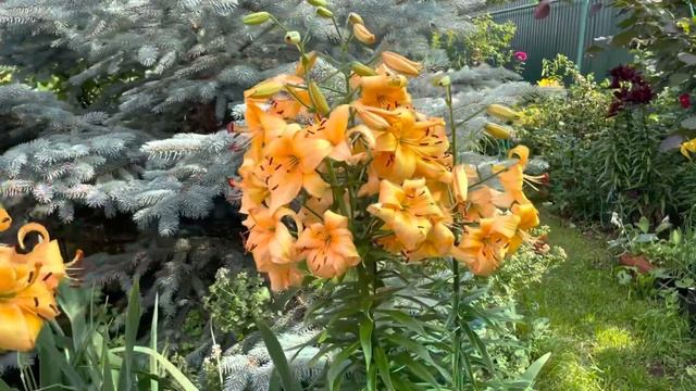 «Что в имени тебе моём?» А.С. Пушкин. Лилия Леди Элис(Lady Alice) смотреть онлайн