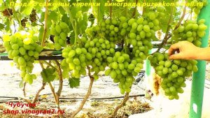 Виноград БОЖИЙ ДАР  огромные грозди  от 1 кг до трех, приятный вкус и высокая устойчивость (Пузенко