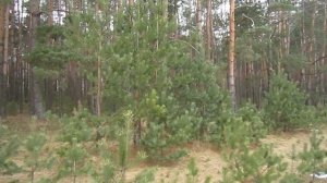 Весна. Март. Полесье. Украина. Лес (Spring. Forest. March)