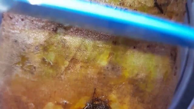 РЕПКА первий раз видел::::ՇԱՂԳԱՄ։։։։ смотреть онлайн