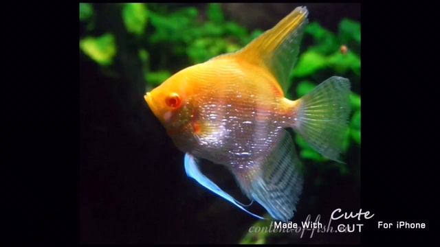 Самые красивые скалярии смотреть онлайн