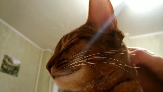 Кот балдеет смотреть онлайн