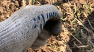 XP DEUS 4.1 обкат белой катушки HF COIL