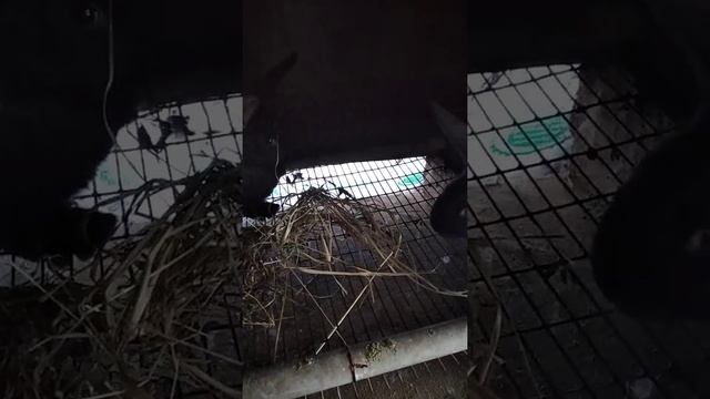 пробуем кроликам давать сенаж смотреть онлайн