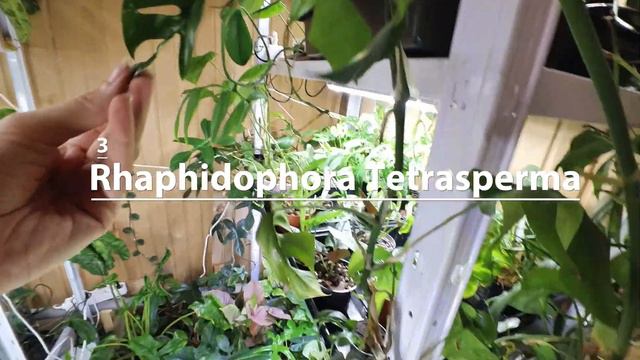 🌱TOP 4 🌱Fast-Growing Indoor Plants for Quick Greenery | Plant Care and Propagation Tips