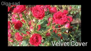 Розы для вазонов