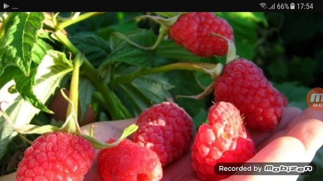 Новые сорта малины в 2017 году смотреть онлайн