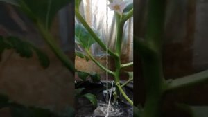 Гидропоника выращивание баклажан.