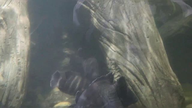 #Воронеж#тркград#океанариум смотреть онлайн